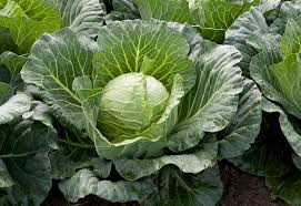 Cabbages