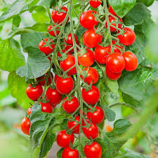 Tomato Cherry Plum