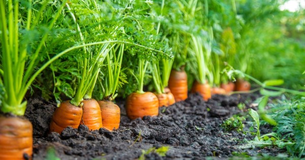 Carrot